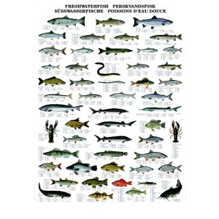 w33041-wandtafel-suesswasserfische-70x100cm