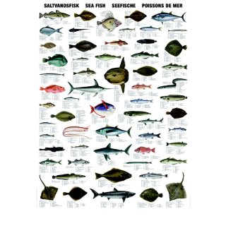 w33042-wandtafel-seefische-70x100cm