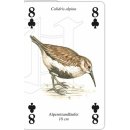 w38045-spielkarten-Meeresvögel-beispiel2