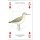w38045-spielkarten-Meeresvögel-beispiel1