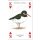 Kartenspiel Meeresvögel, 54 Blatt