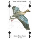 w38048-spielkarten-Wasservögel-beispiel1